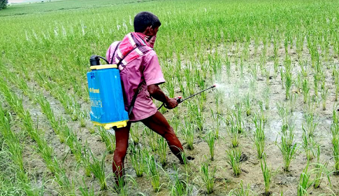 কীটনাশক ব্যবহারে স্বাস্থ্য ঝুঁকিতে নওগাঁ অঞ্চলের কৃষক