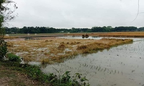 অসময়ের বৃষ্টিতে কৃষকের স্বপ্ন জলে