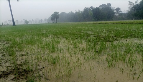 টানা বৃষ্টিতে সালথায় ফসলের ব্যাপক ক্ষতির আশঙ্কা, হতাশায় কৃষক! 