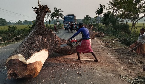 ঝালকাঠিতে নির্বিচারে কাটা হচ্ছে শতবর্ষী গাছ!