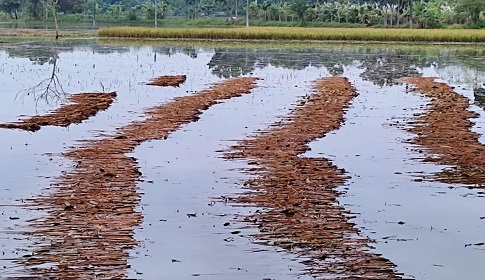 তিন দিনের টানা বৃষ্টিতে মধুখালীর ৪ হাজার হেক্টর জমির ফসল নিমজ্জিত