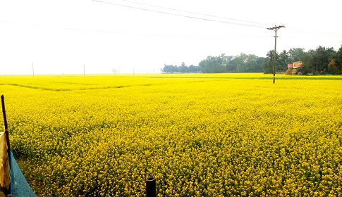 নওগাঁর মাঠে মাঠে হলুদের সমারোহ