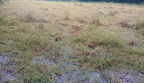 বরিশালে জাওয়াদের প্রভাবে ফসলের ব্যাপক ক্ষয়ক্ষতি