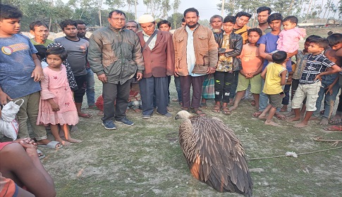 পঞ্চগড়ে বিরল প্রজাতির শকুন উদ্ধার