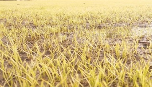 পানি সংকটে বোরো চাষ নিয়ে বিপাকে সিলেটের কৃষকরা 