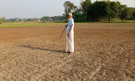 সালথার সোনাপুরে বীর মুক্তিযোদ্ধার পেঁয়াজের চারা নষ্ট করে দিয়েছে দুর্বৃত্তরা