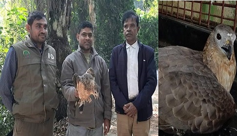 লাউয়াছড়া উদ্যানে বিপন্ন মধুবাজ অবমুক্ত