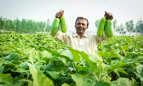 পাল্টে যাচ্ছে পদ্মা চরের অর্থনীতি