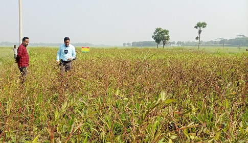 সালথায় পরীক্ষামূলক নাবী পাটবীজ চাষে সফলতা