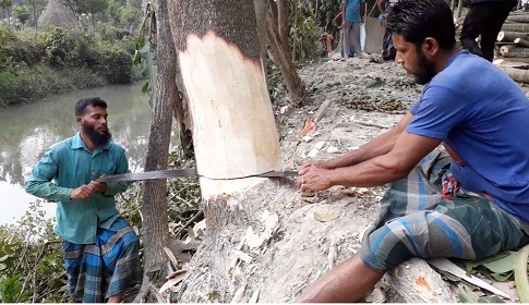 বরিশালে সরকারী রাস্তার গাছ কাটার মহোৎসব