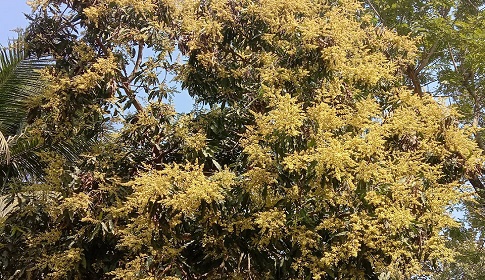 মতলব উত্তরে গাছে গাছে আমের মুকুলের সমারোহ