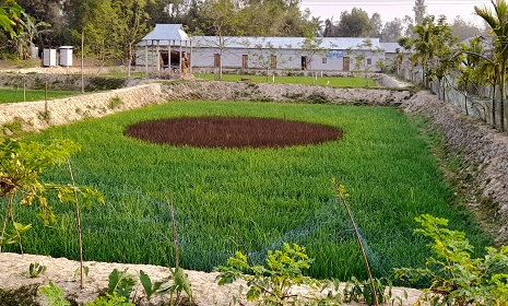 ধান ক্ষেতে ধান দিয়ে জাতীয় পতাকা