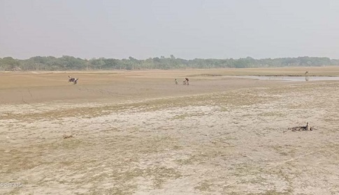 মধুমতী নদীর বুকে চাষাবাদ!