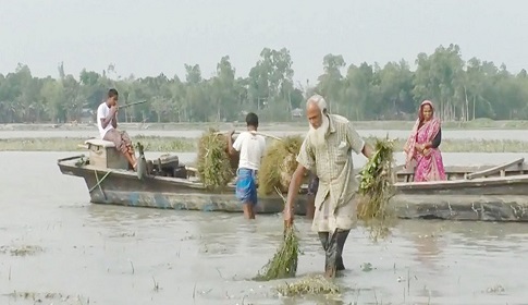 থামছে না তিস্তার চরাঞ্চলের কৃষকদের কান্না! 