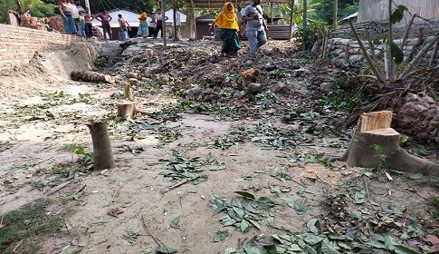 নাটোরে জোরপূর্বক গাছ কেটে বৃদ্ধার জমি দখলের অভিযোগ শ্রম অধিদপ্তরের কর্মচারীর বিরুদ্ধে