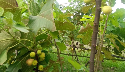 সালথায় বাণিজ্যিকভাবে ত্বীন ফল চাষ 