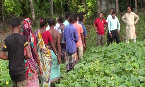 বাঙ্গি ক্ষেত তলিয়ে কৃষকের ৫০ লাখ টাকার ক্ষতি