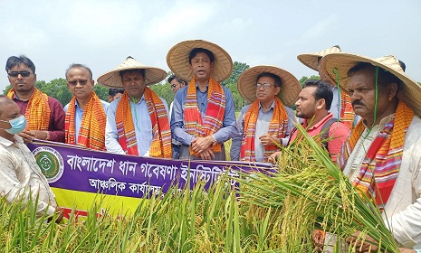 বঙ্গবন্ধু ১০০ জাতের ধানে মেধাবী প্রজন্মের প্রত্যাশা