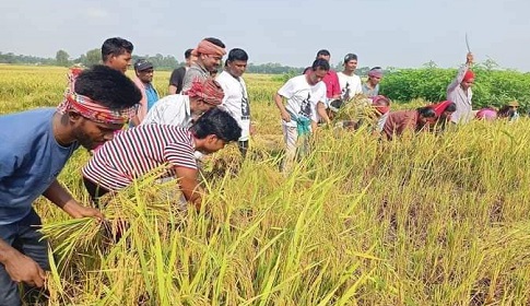 প্রতিবন্ধীর ধান কেটে দিলেন ইউপি চেয়ারম্যান