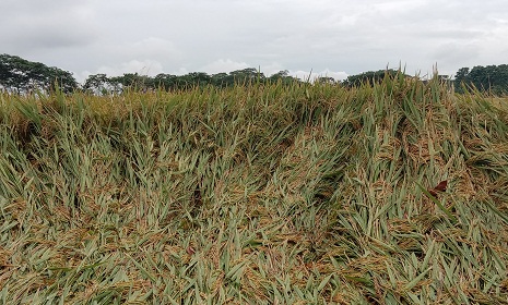 গোপালগঞ্জে ধান কাটা নিয়ে বিপাকে কৃষক