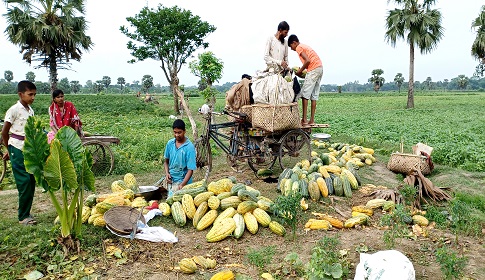 লোহাগড়ায় বাঙ্গির বাম্পার ফলনে কৃষকের মুখে হাসি