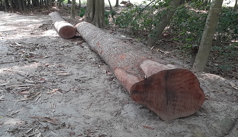 সালথায় ভাতিজার বিরুদ্ধে চাচার গাছ কেটে নেওয়ার অভিযোগ