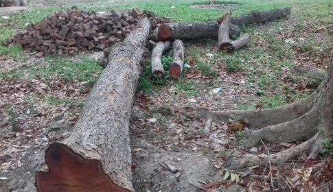 অনুমতি না নিয়েই স্কুলের গাছ কেটে বিক্রি!