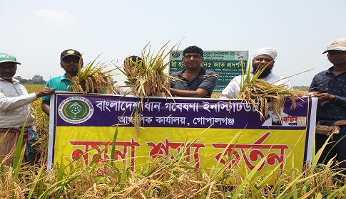 ব্রি হাইব্রিড ধানে খাদ্য নিরাপত্তার ইঙ্গিত 