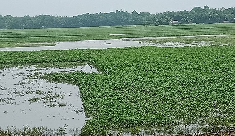 রাজবাড়ীতে পাটের ব্যাপক ক্ষতির আশঙ্কা