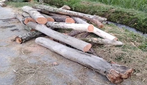 দিনাজপুরে অবৈধভাবে কর্তন করা গাছ অবশেষে জব্দ করেছে ইউএনও