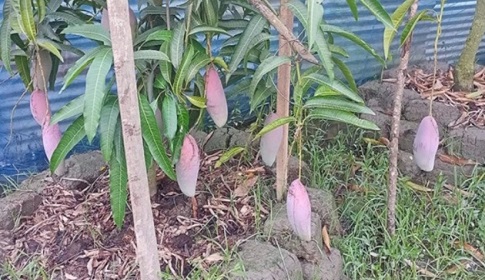 গলাচিপায় নানা প্রজাতির আম চাষে সফলতা   