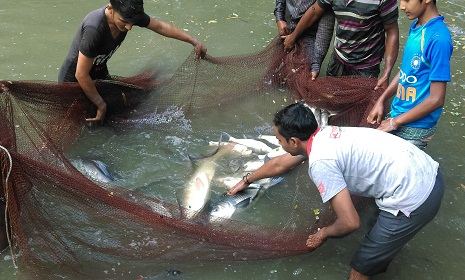 পদ্মা সেতু মাছে আয় বাড়বে ২ শ’ কোটি টাকা