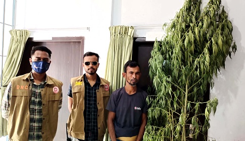 বাড়ির উঠানে গাঁজা চাষ, গ্রেপ্তার ১