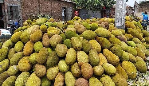 শৈলকুপায় কাঁঠালের দামে হতাশ চাষি!