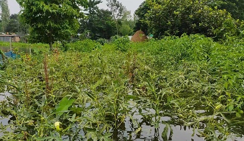 সিরাজগঞ্জে বন্যার পানিতে নিমজ্জিত জমির ফসল