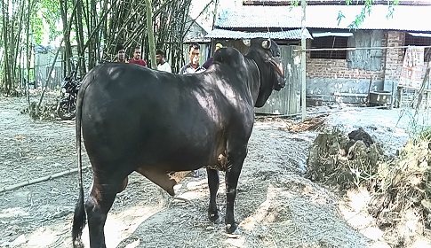 পলাশবাড়ীতে কোরবানীর হাট কাঁপাতে আসছে ‘পালোয়ান’