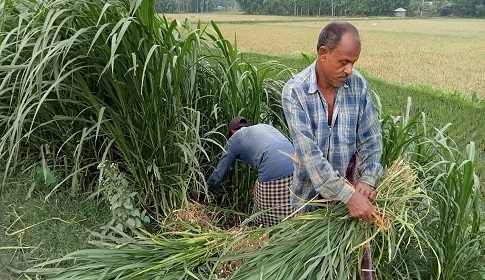 সাদুল্লাপুরে ঘাস চাষে লাভবান সবিনয় চন্দ্র