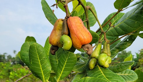 কাজু বাদামে সমৃদ্ধির হাতছানি 
