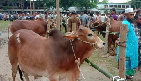 সালথায় জমে উঠেছে গরুর হাট