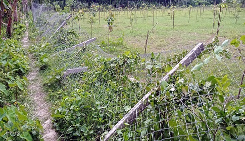 মধুখালীতে ফল বাগানের সীমানা খুটির সাথে শত্রুতা