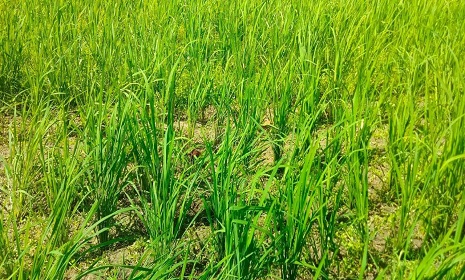 অনাবৃষ্টি ও প্রখর তাপে অতিষ্ঠ জনজীবন, বাড়ছে রোগবালাই