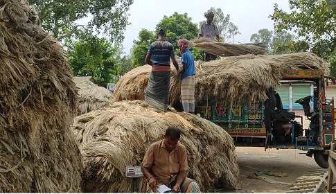 ভাল দাম থাকার পরেও মুখে হাসি নেই পাট চাষিদের!