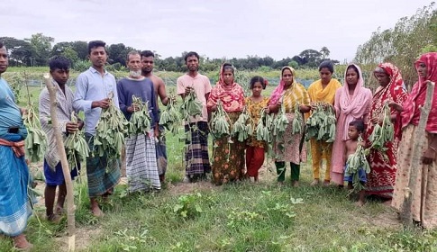সালথায় শত্রুতার জেরধরে সবজির গাছ কেটে ফেলার অভিযোগ