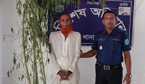 মধুখালীতে গাঁজা গাছসহ মাদক ব্যবসায়ী আটক