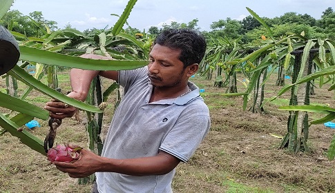 ইউটিউব দেখে ‘ড্রাগন’ চাষে সফল মধুখালীর জামাল