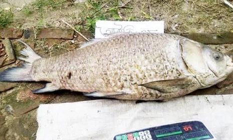 আবারো হালদায় মিললো মৃত কাতাল