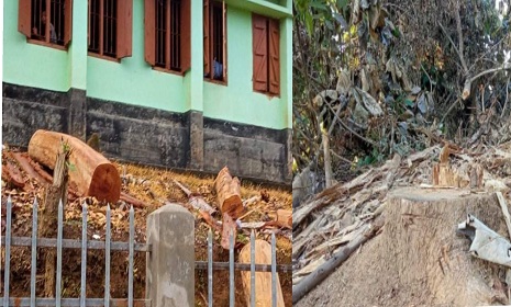 বিলাইছড়িতে অনুমতি ছাড়া বিদ্যালয়ের গাছ কাটলেন প্রধান শিক্ষক