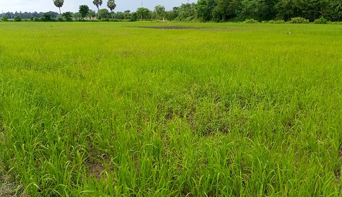 ডিজেলের মূল্য বৃদ্ধি ও পানির অভাবে দুশ্চিন্তায় চাষিরা