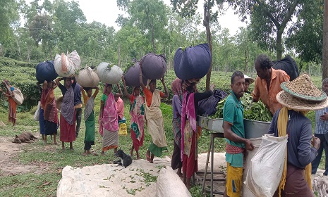খুশি চা শ্রমিকরা, রবিবার থেকে কাজে ফেরার প্রত্যাশা