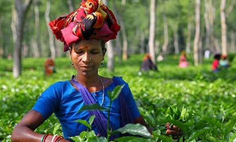 শ্রমিকদের উচ্ছ্বাসে প্রাণ ফিরেছে চা বাগানে